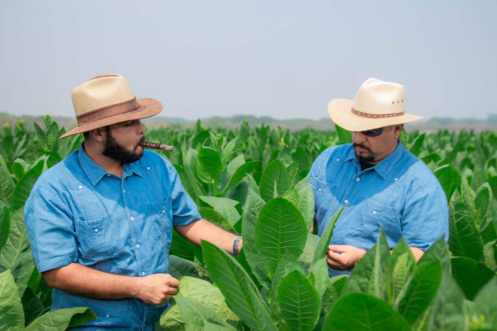 Tobacco fields in Honduras